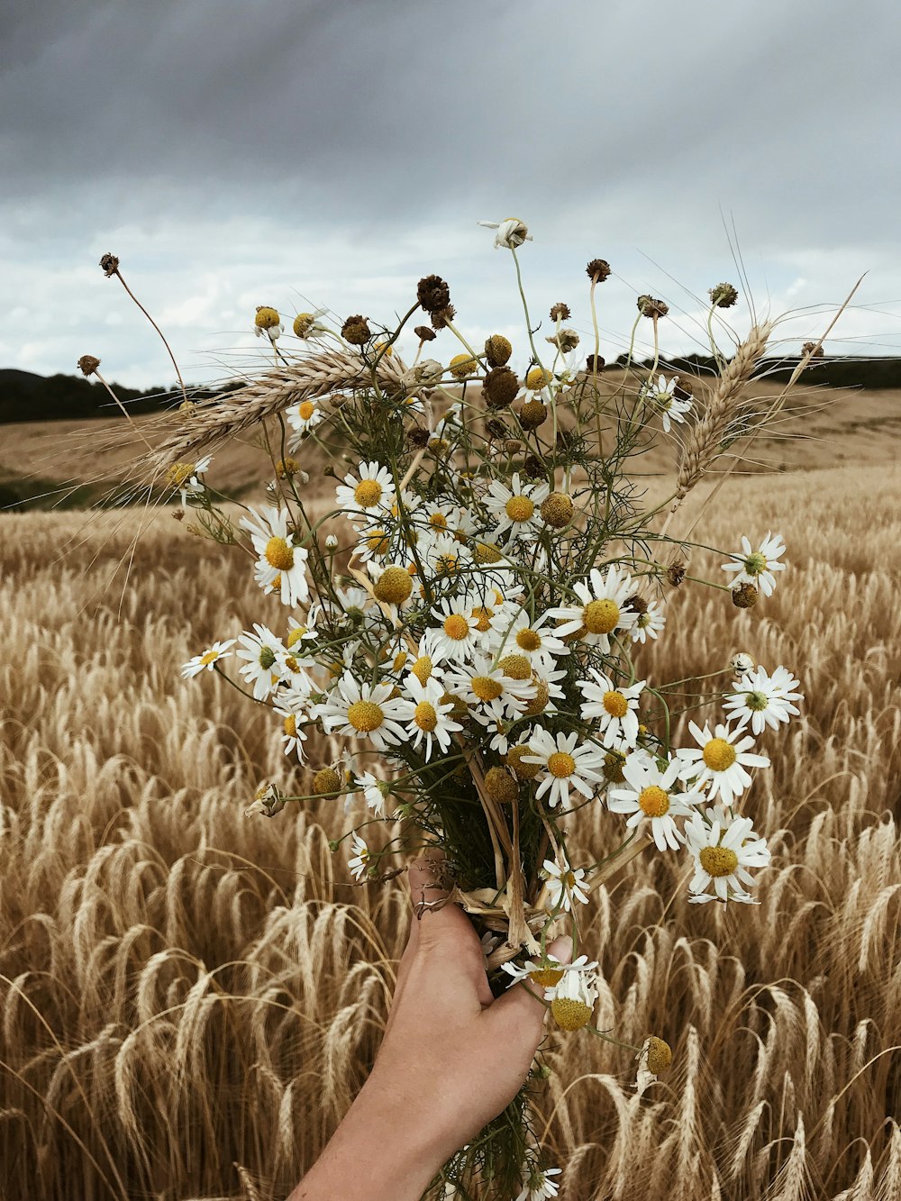 white and yellow flowers on brown grass field during daytime