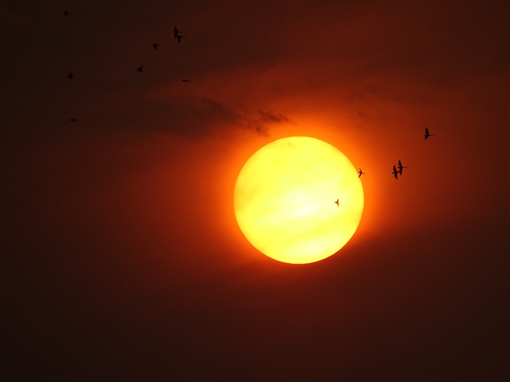 Vögel, die während des Sonnenuntergangs über den Himmel fliegen