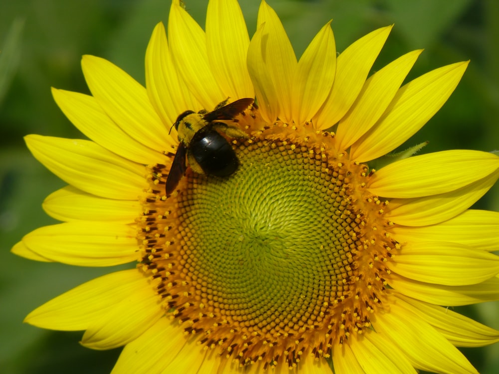 black and yellow bee on yellow sunflower