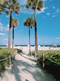 green palm trees near body of water during daytime