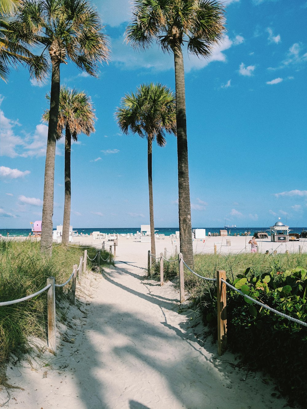 green palm trees near body of water during daytime