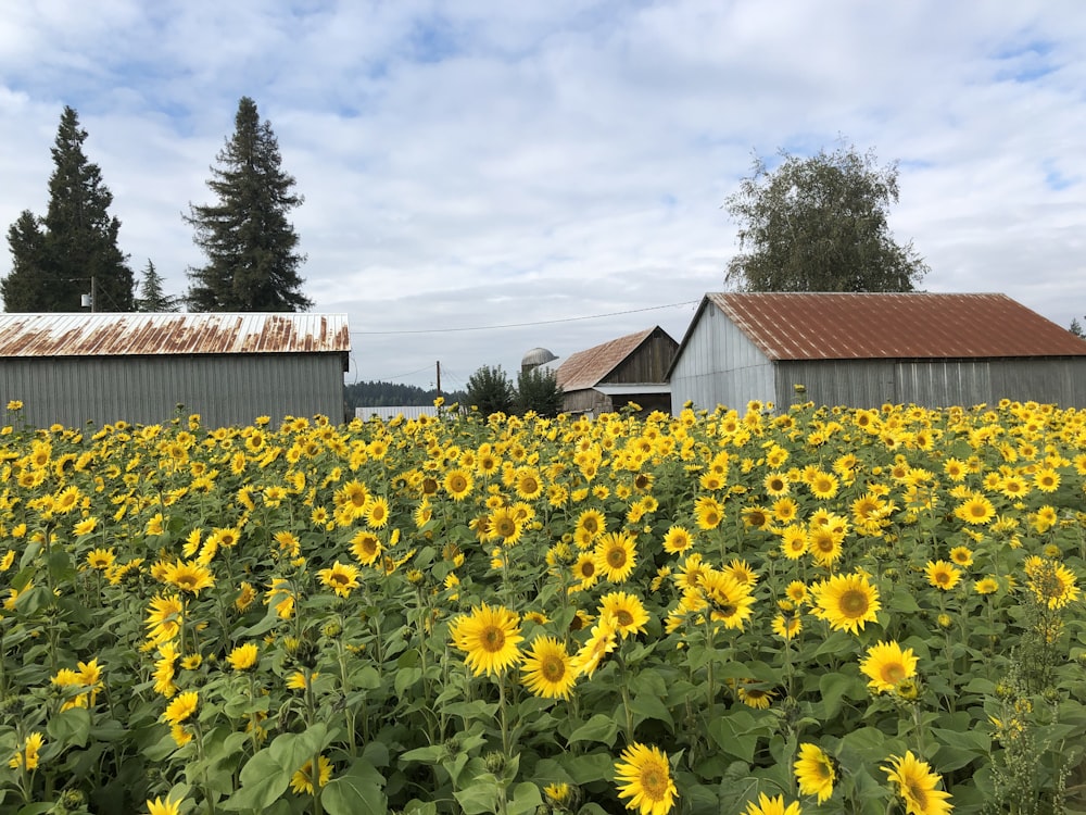 Campo de flores amarillas cerca de la casa de madera marrón durante el día