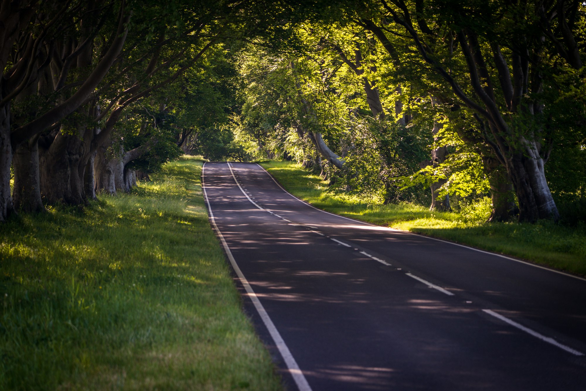 One of the most scenic roads in Dorset, near Badbury Rings and lined with trees.  Beautiful at any time of the year, however moreso, when the trees are in full blossom with leaves.