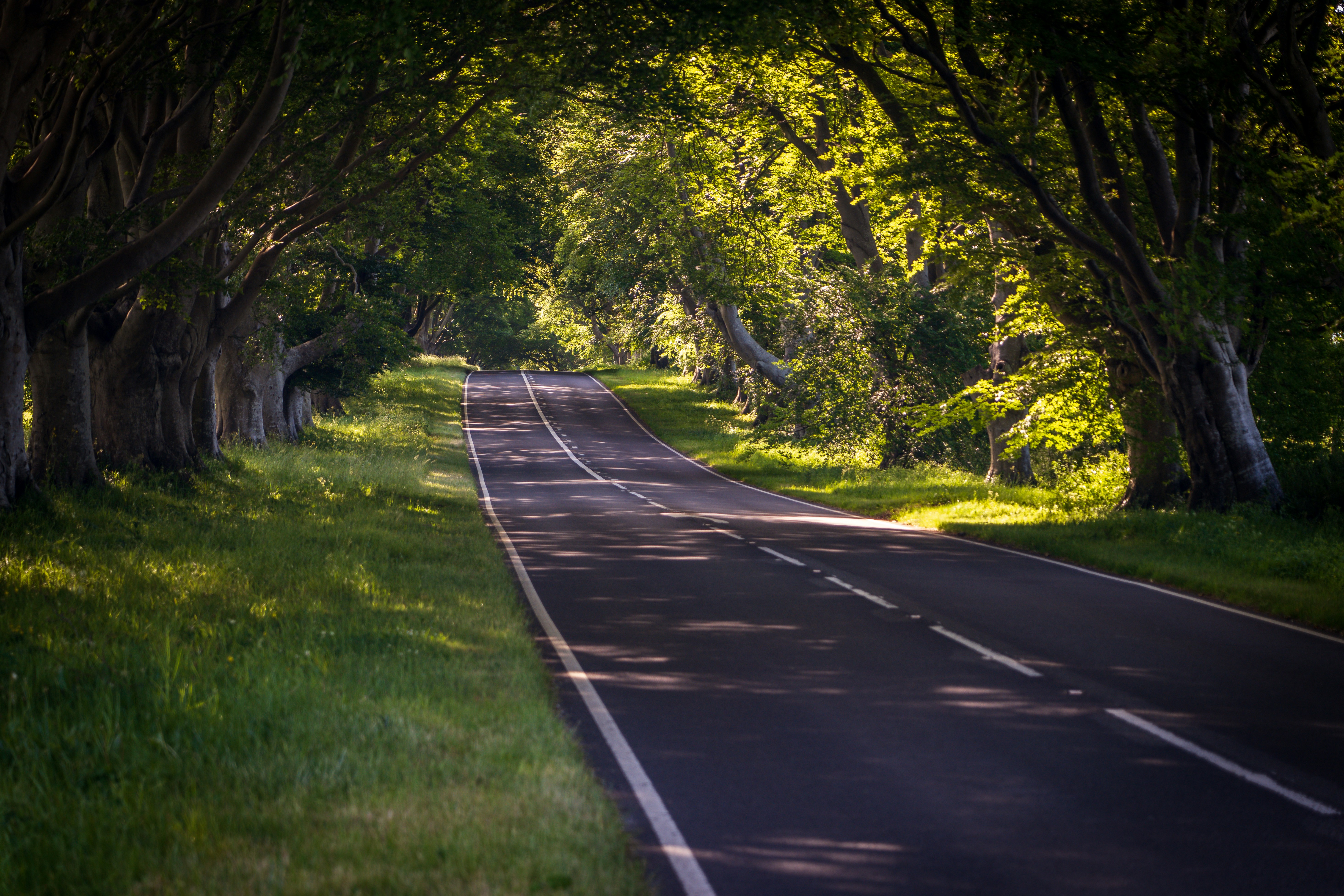 One of the most scenic roads in Dorset, near Badbury Rings and lined with trees. Beautiful at any time of the year, however moreso, when the trees are in full blossom with leaves.