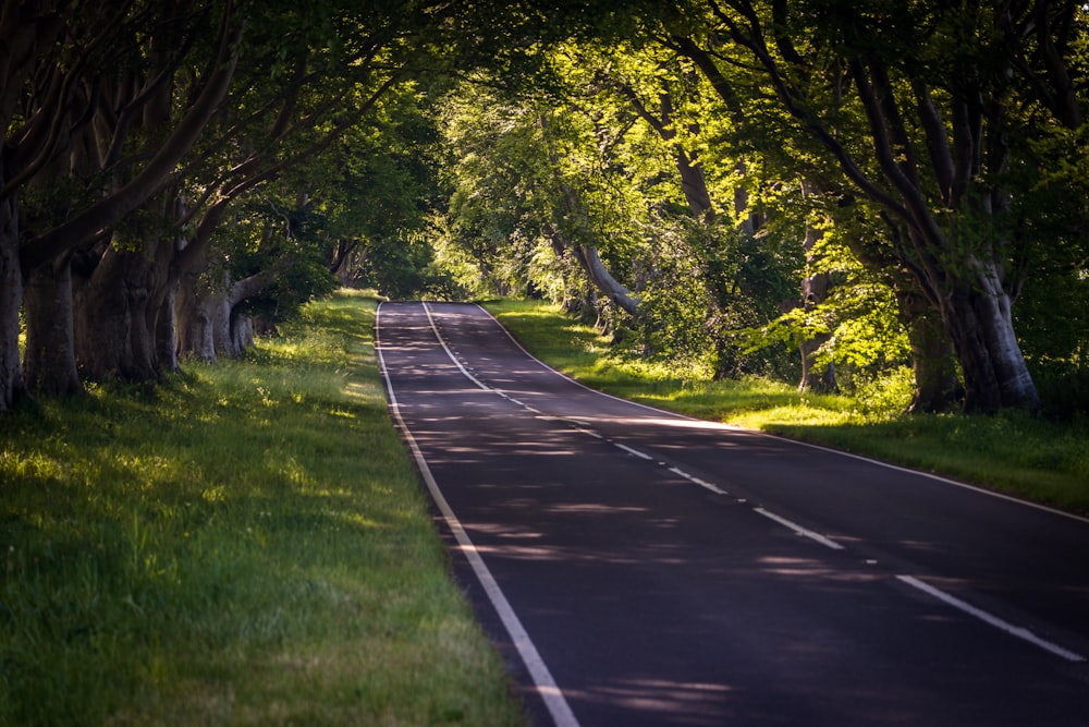 gray concrete road between green grass and trees during daytime