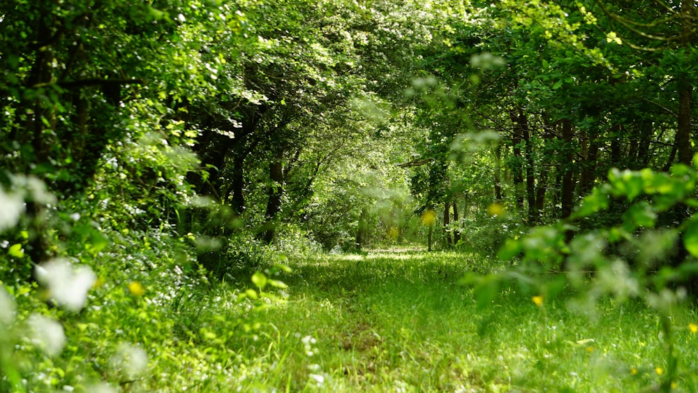 green grass field and green trees