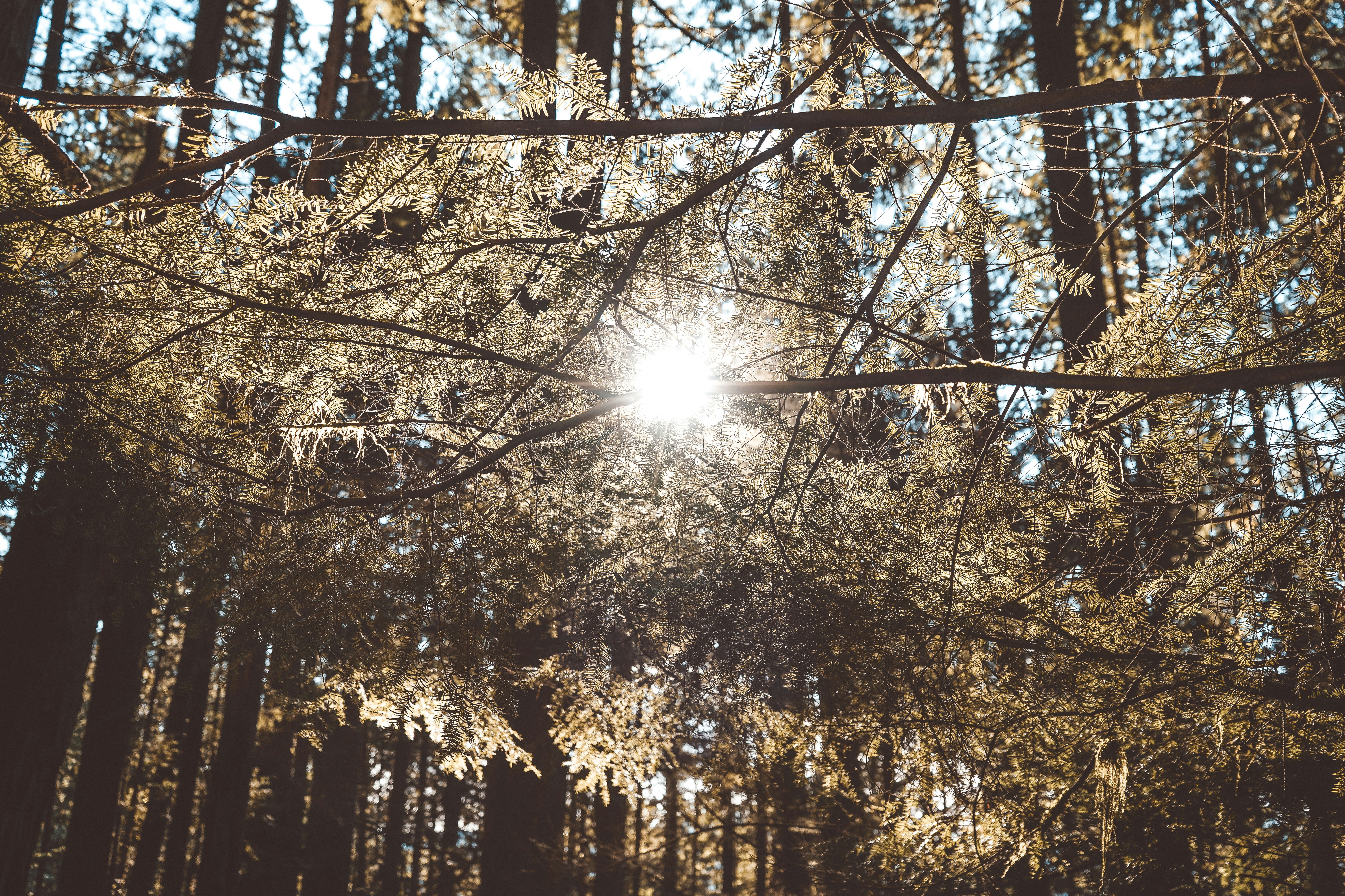 Swapfolio header image