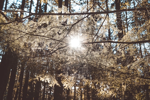 Sunlight streams through a dense canopy of evergreen trees, casting delicate patterns of light and shadow. The branches and leaves are illuminated, creating a serene and natural atmosphere in a forest setting.