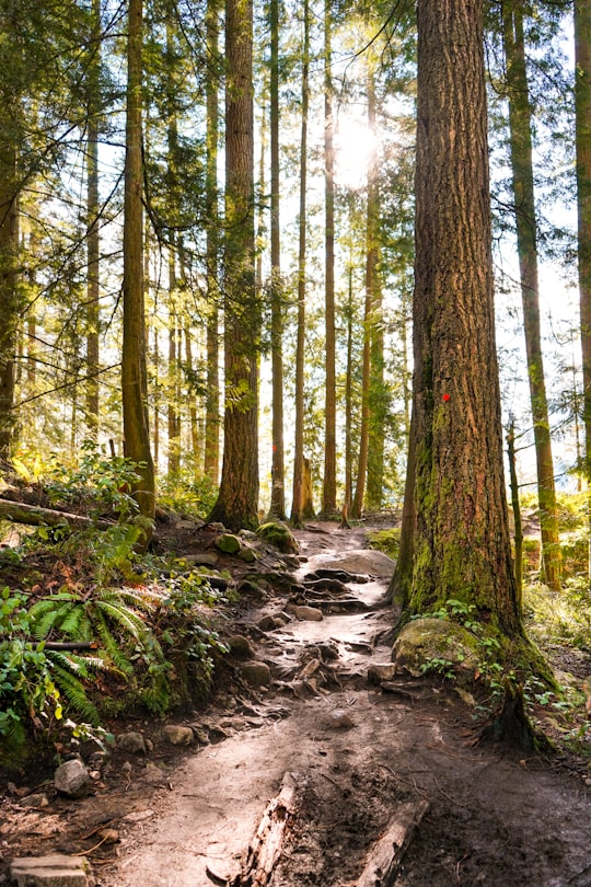 green trees and plants during daytime in Coquitlam Canada