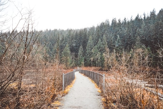 gray concrete road between green trees during daytime in Coquitlam Canada