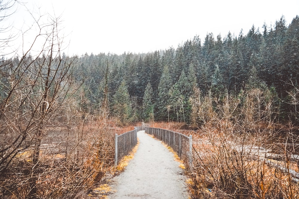 gray concrete road between green trees during daytime