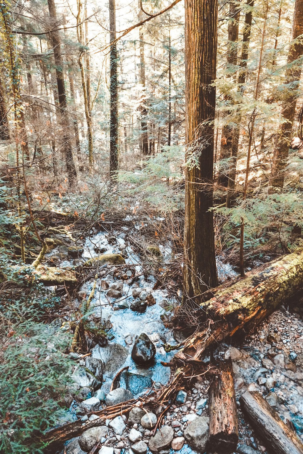 brown trees on forest during daytime