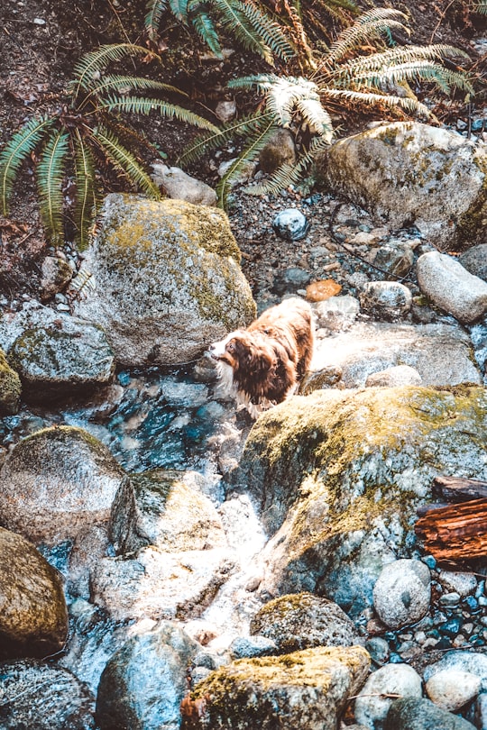 brown long coated small dog on rocky river in Coquitlam Canada