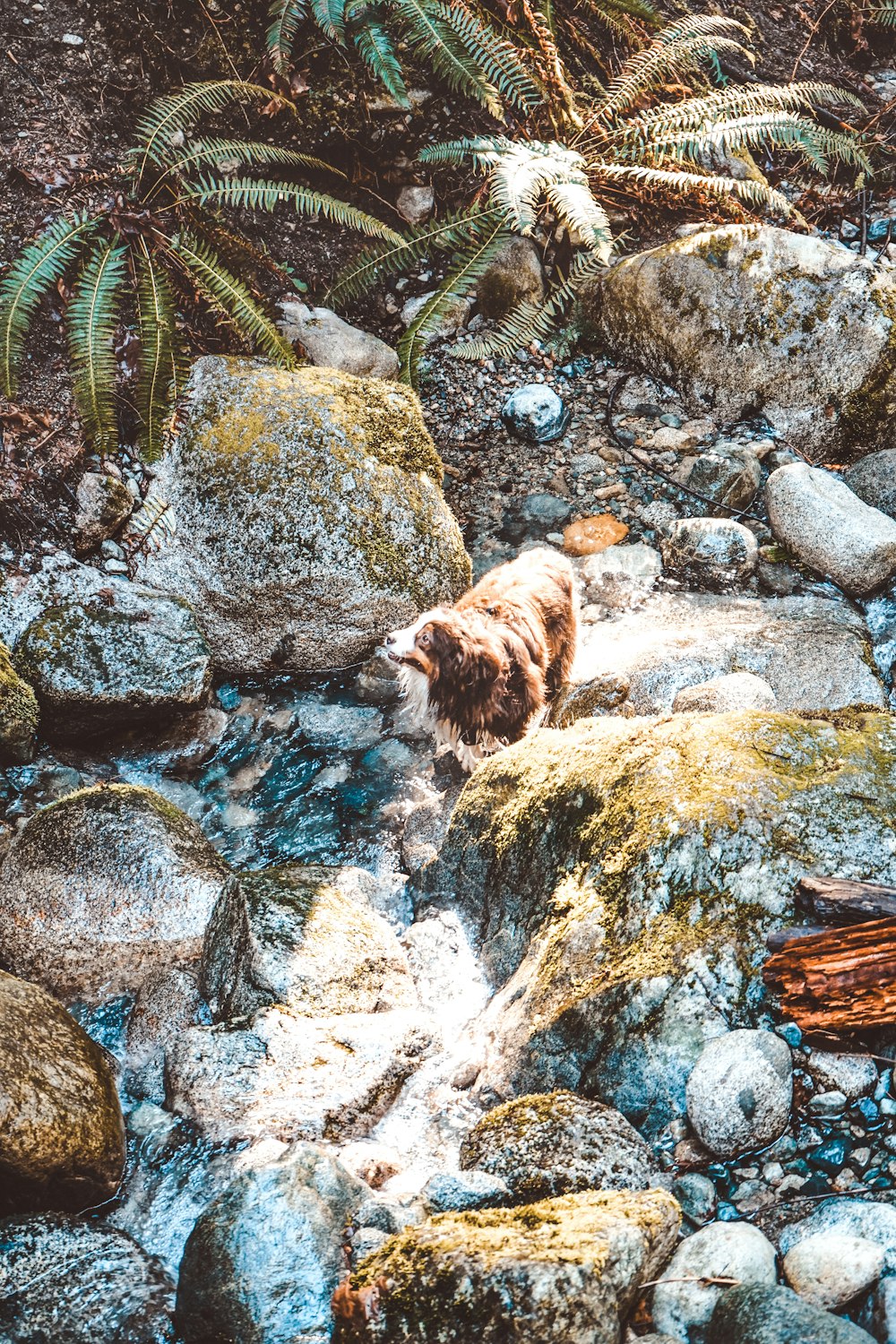 brown long coated small dog on rocky river