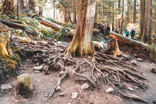 brown tree trunk on brown soil in Coquitlam Canada