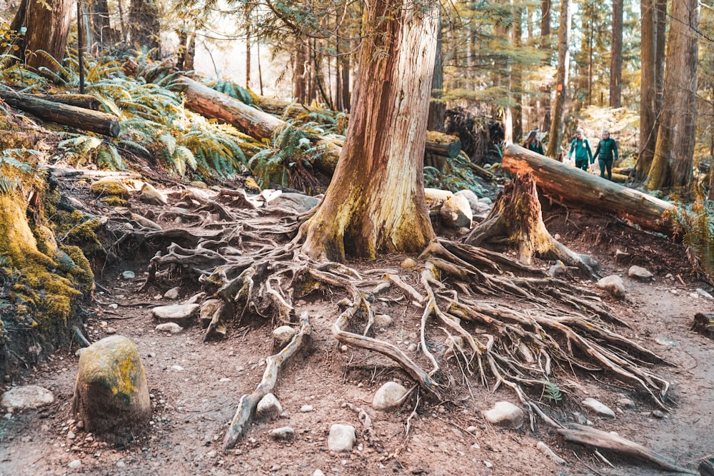 brown tree trunk on brown soil