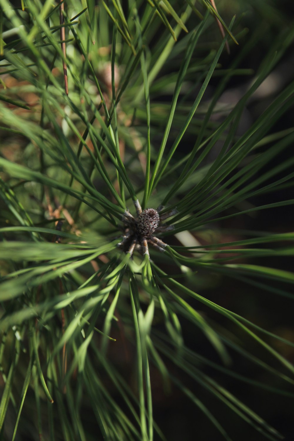 brown and black spider on green grass