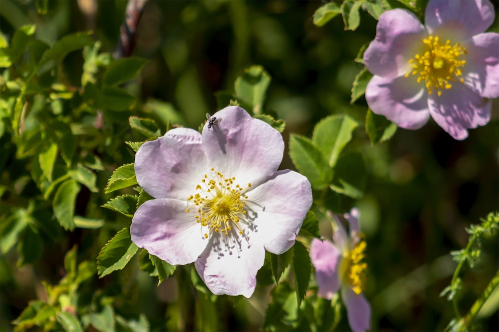 purple flower in tilt shift lens