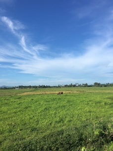 A serene view of Jakuba Dairy Farm’s open pasture with buffaloes grazing peacefully under a clear sky.