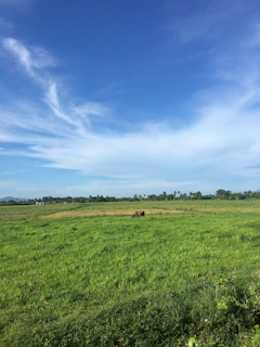 A serene green field with buffaloes grazing peacefully under a clear blue sky