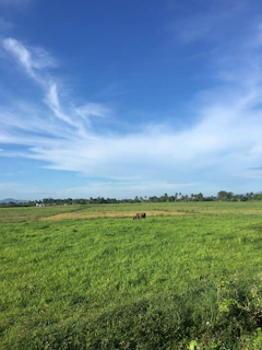 A serene green field with buffaloes grazing peacefully under a clear blue sky