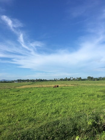 A serene pasture with water buffalo grazing under a bright Colombian sky.