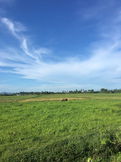 A serene green field with buffalo grazing peacefully under a clear blue sky.