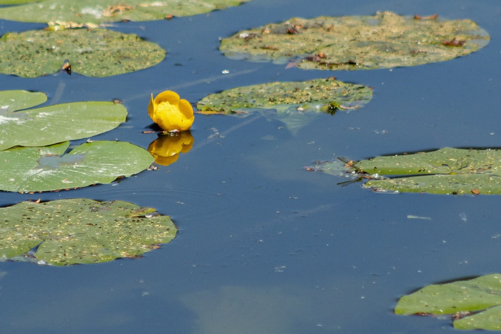 yellow round fruit on water