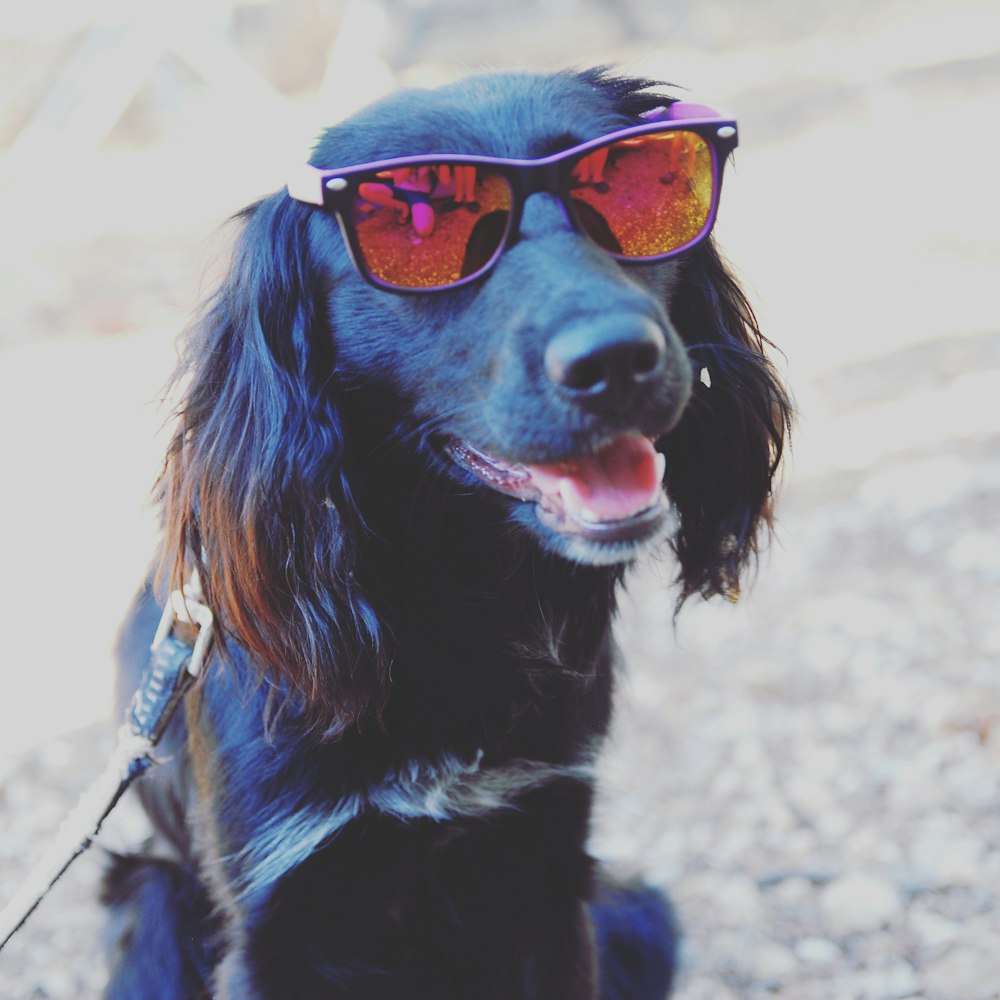 black and brown long coated dog wearing orange framed sunglasses