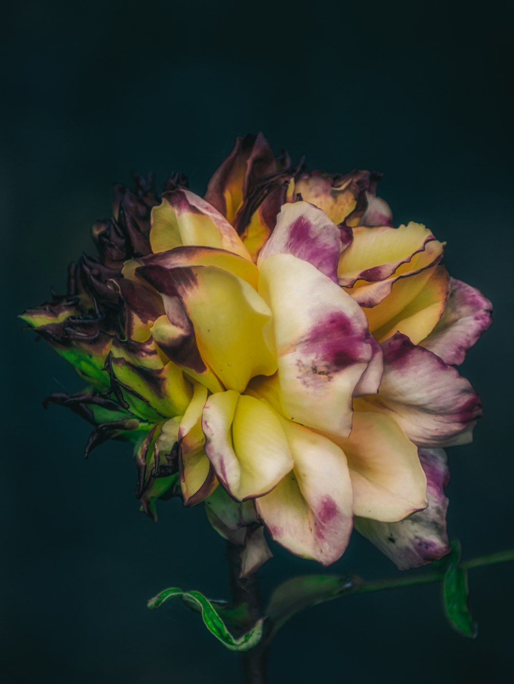 flor amarela e roxa na fotografia de perto