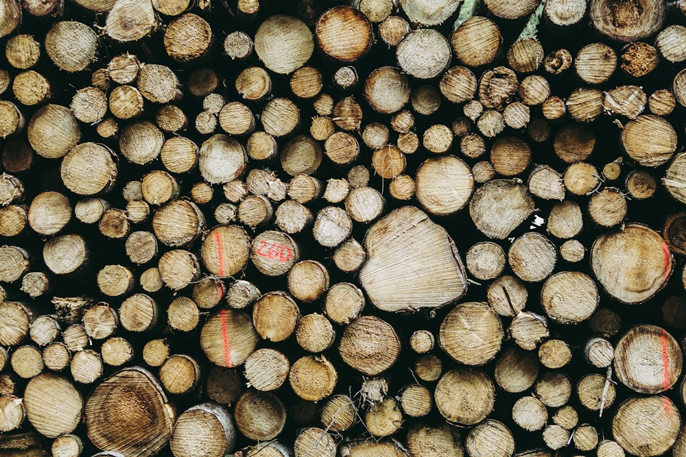 troncos de madera marrones y negros