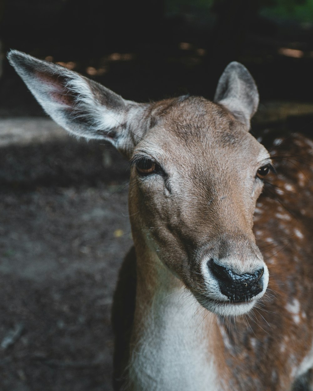 brown deer in close up photography