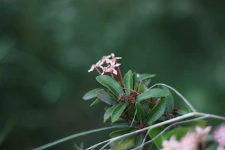 Soft pink background with natural ingredients like rose petals and aloe vera leaves.