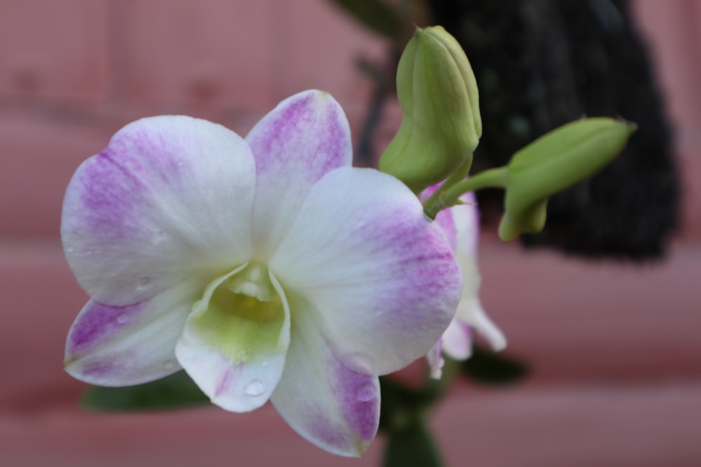 Orquídea polilla púrpura y blanca en flor durante el día