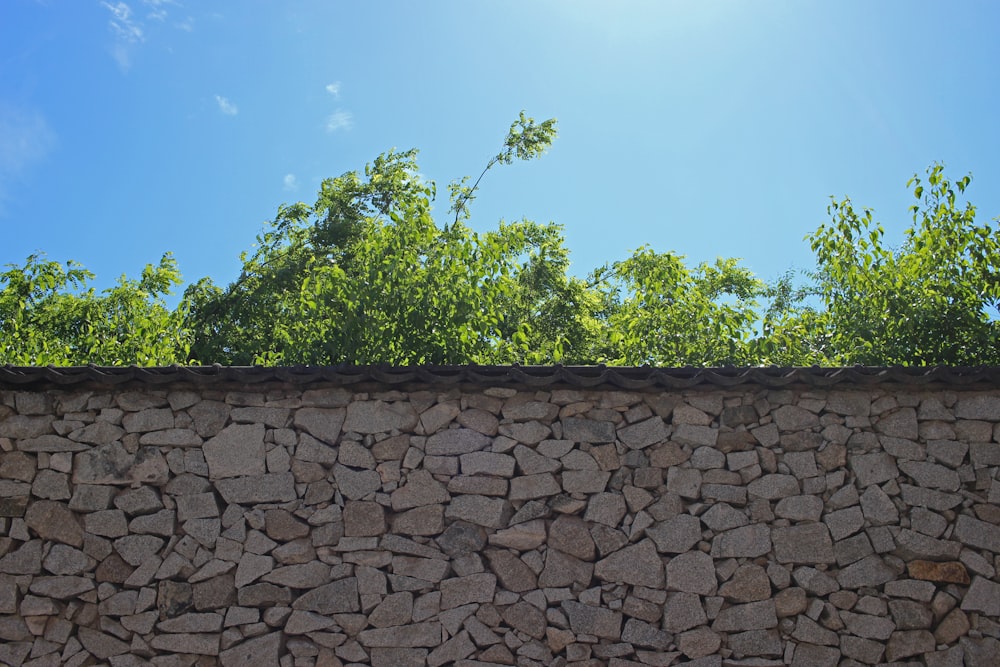 árboles verdes en la pared de ladrillo marrón bajo el cielo azul durante el día