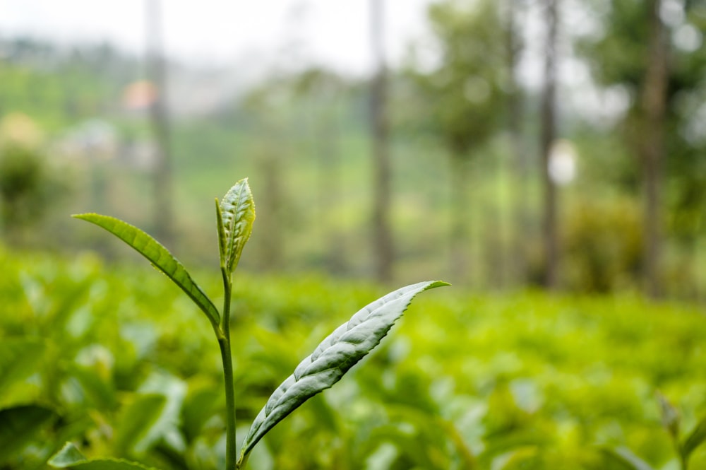 green plant in tilt shift lens