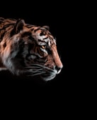 brown and black tiger illustration
