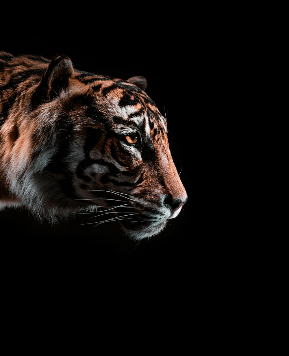 ilustração marrom e preta do tigre