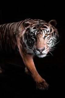 A majestic tiger is captured moving stealthily in a dimly lit environment, with its powerful gaze focused directly ahead. The tiger's fur displays its characteristic orange, black, and white stripes prominently.