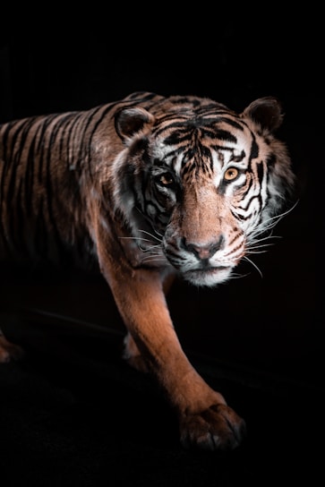 A sleek tigress poised mid-stride, eyes focused and muscles tense, symbolizing sharp, controlled AI power.
