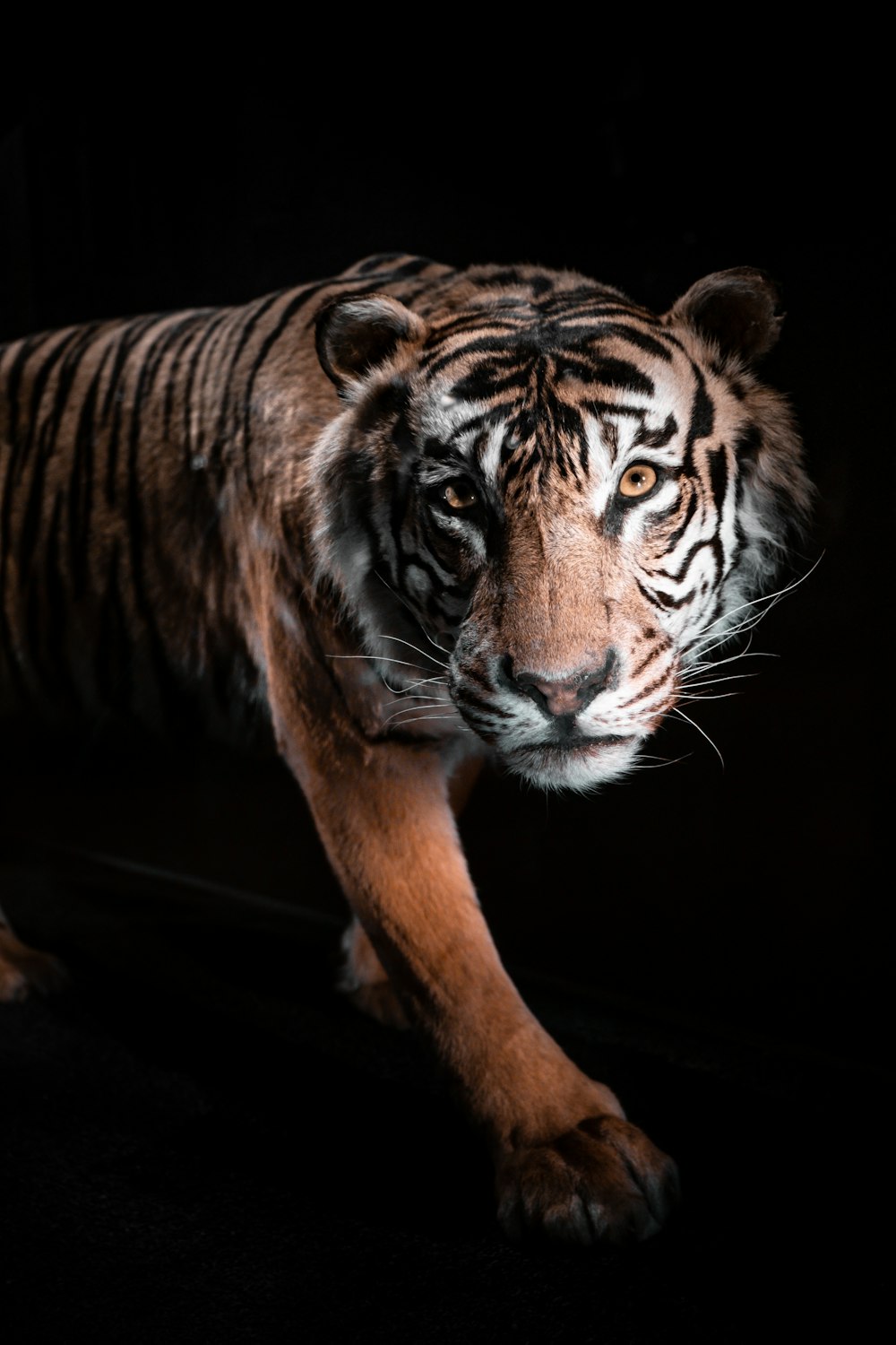 brown and white tiger on black background