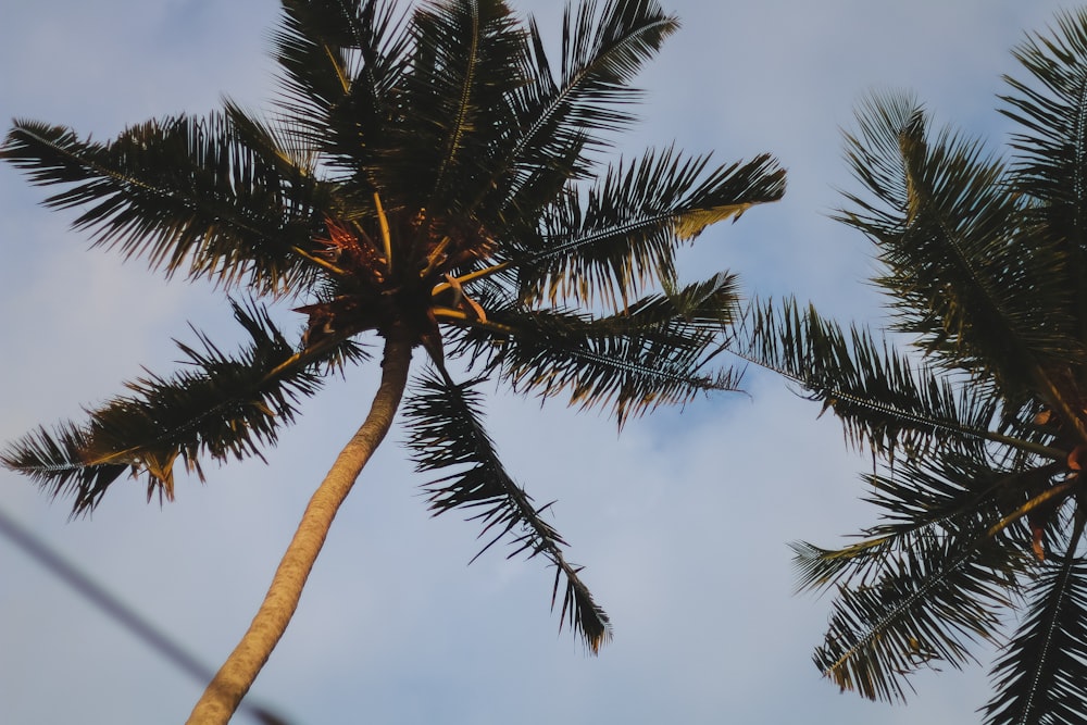 green palm tree under blue sky during daytime