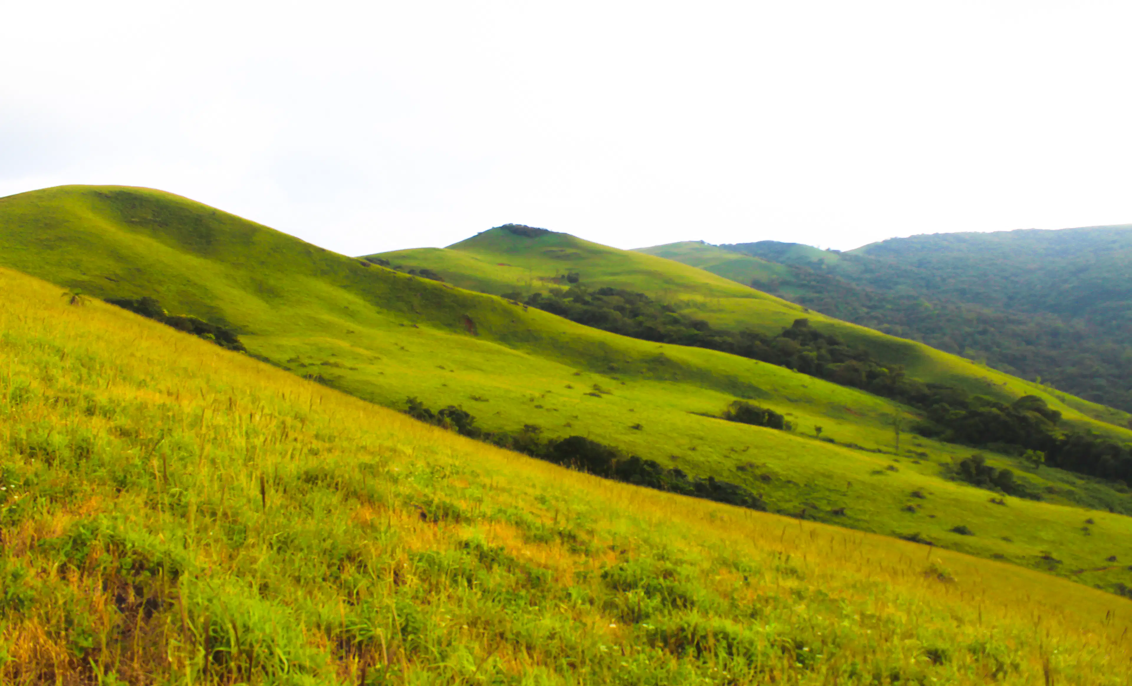 Sweeping green grass slopes on a trekking route in the Ghats