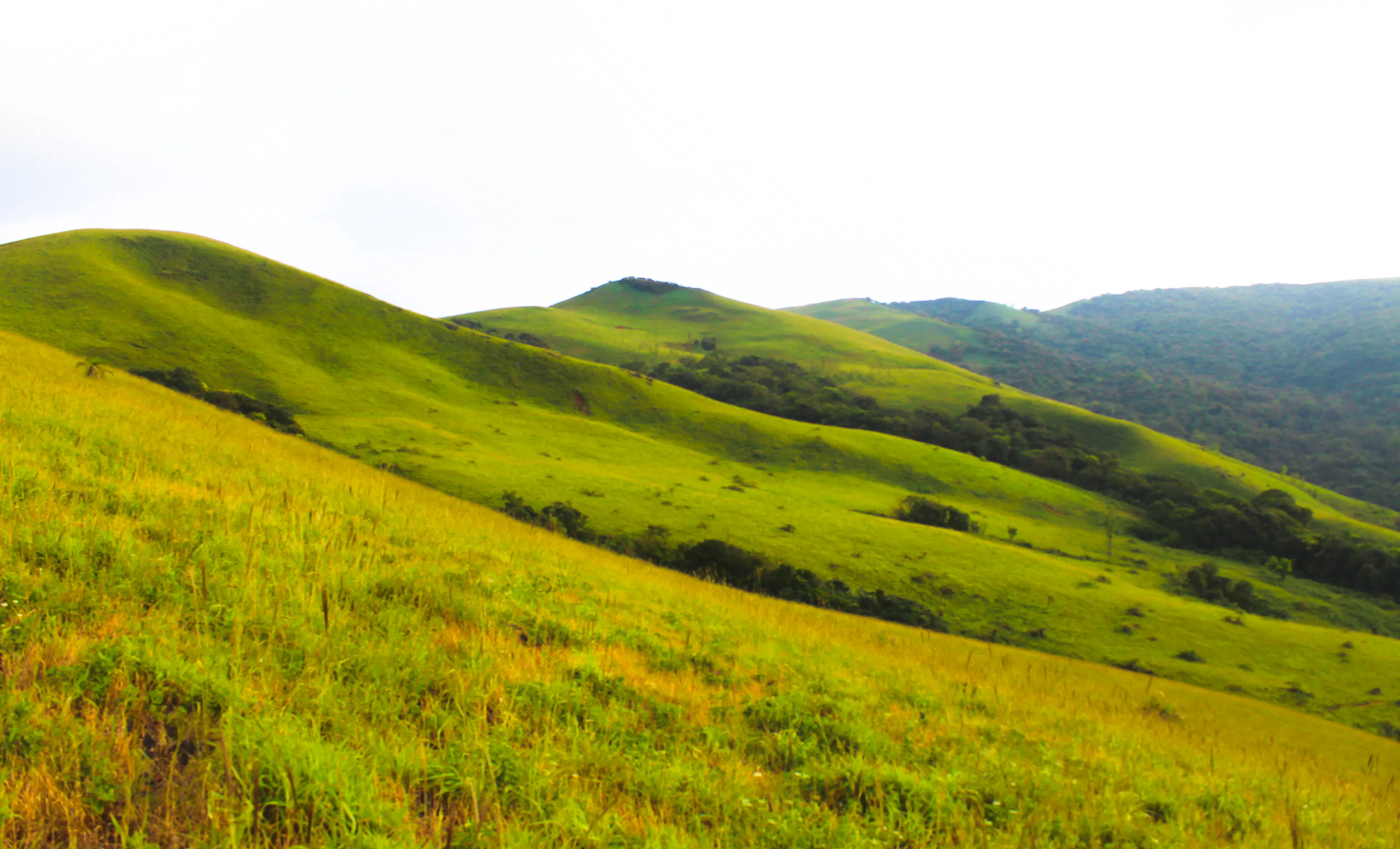 Sweeping green grass slopes on a trekking route in the Ghats