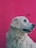 A golden retriever dog is shown in profile against a vibrant pink background. The dog's light-colored fur contrasts with the bright backdrop, and its mouth is slightly open.
