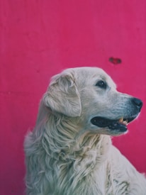A golden retriever dog is shown in profile against a vibrant pink background. The dog's light-colored fur contrasts with the bright backdrop, and its mouth is slightly open.