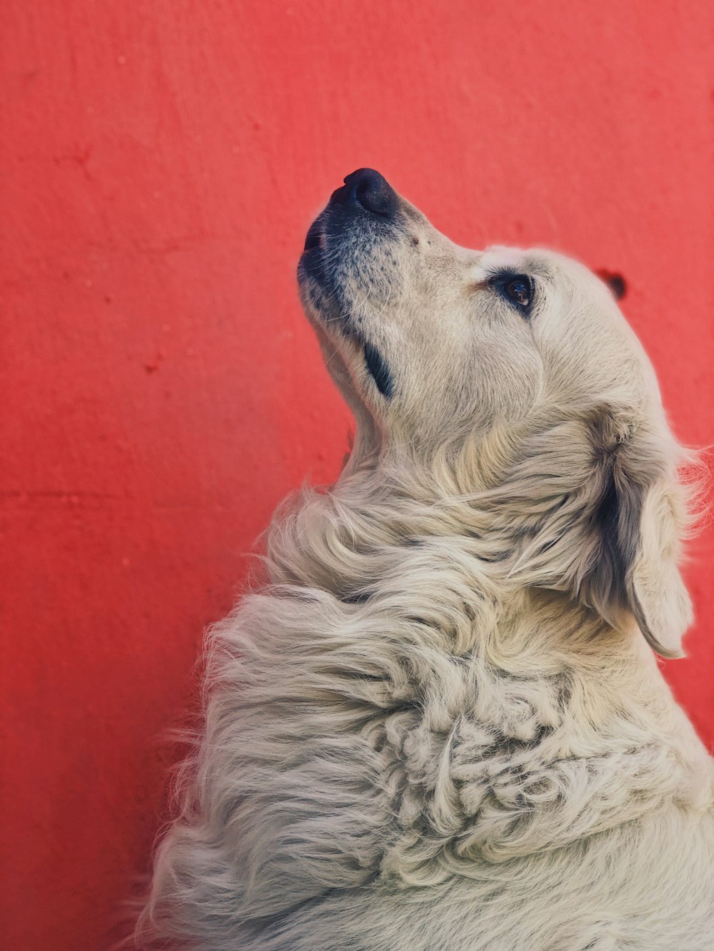 white long coated dog on red wall
