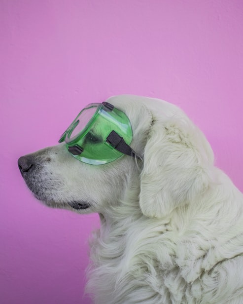 Qwind Hero Image (Cool dog)
