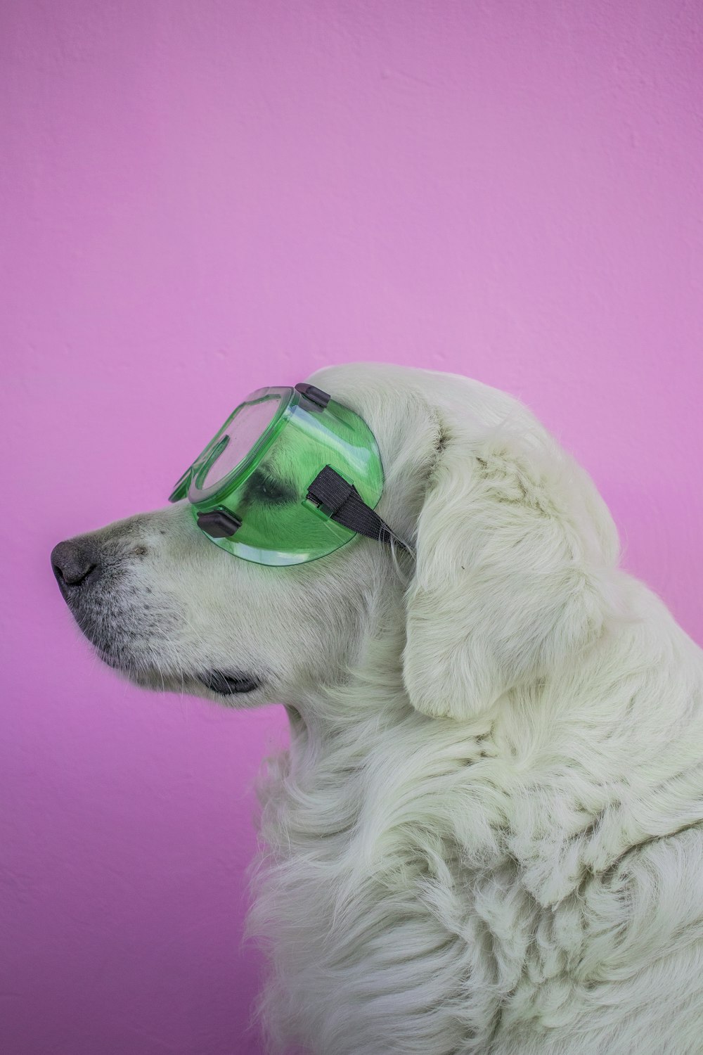 white long coated dog wearing green framed sunglasses
