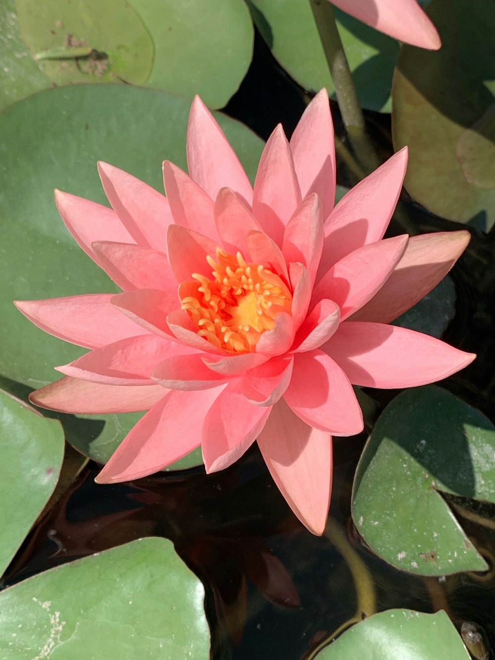 pink lotus flower in bloom